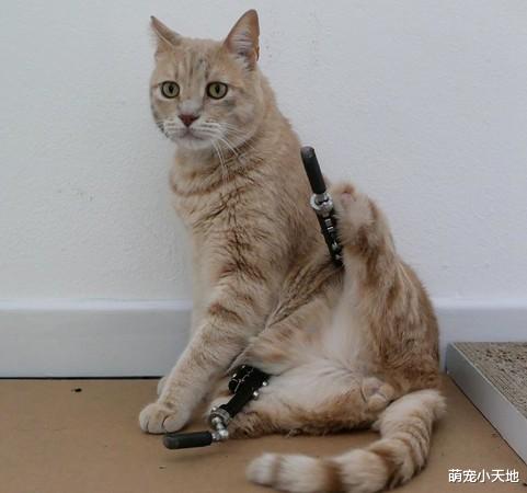 橘喵被撞断双脚，化身铁腿战士用义肢抓抓痒依然舒服