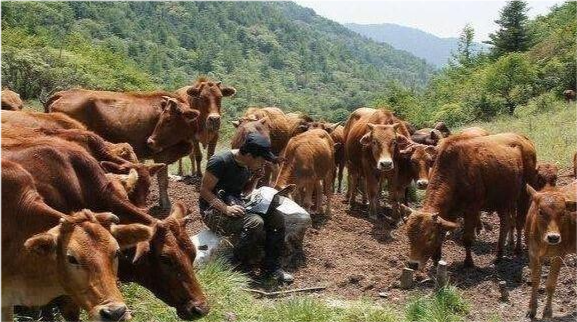 果然悠|农民不想打工了，在农村干点啥能混得不错？老农给了3个建议