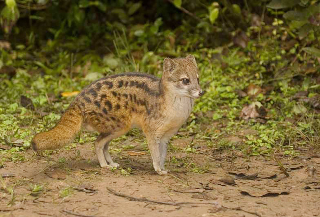 「后代」地球上，交配时间持续最长的动物是什么？