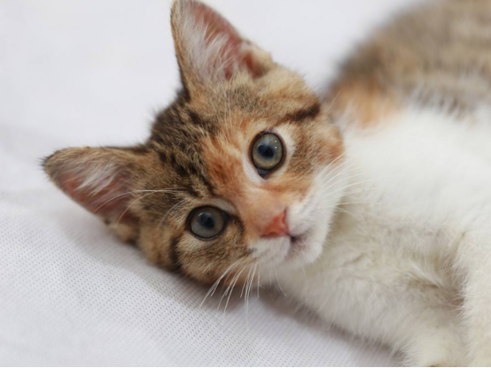 猫咪经常在门口等主人，说到根本原因，很多人也感慨吧