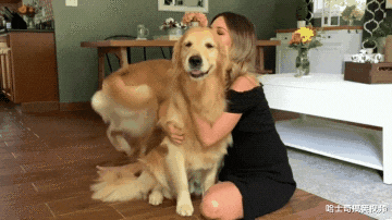 网友允许金毛在床上睡，它却有点不相信，狗：麻烦再说一次