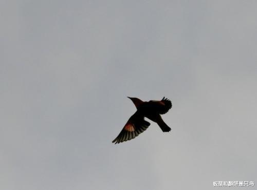 鹦鹉|借着慈善的外衣，把杀生当做放生：这种善事不做也罢