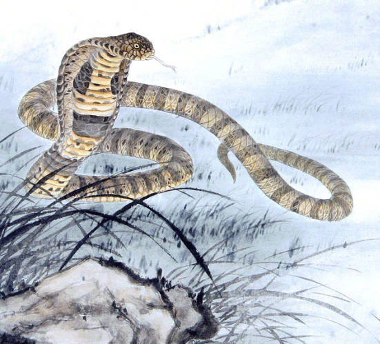 射手座▲生肖蛇:最怕名字有什么?