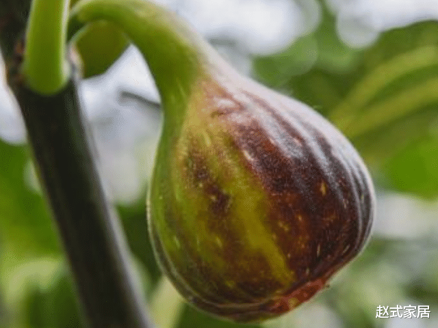 「排毒」这4物是肝病的“特效药”，每天坚持吃两口，养肝排毒，或远离肝病