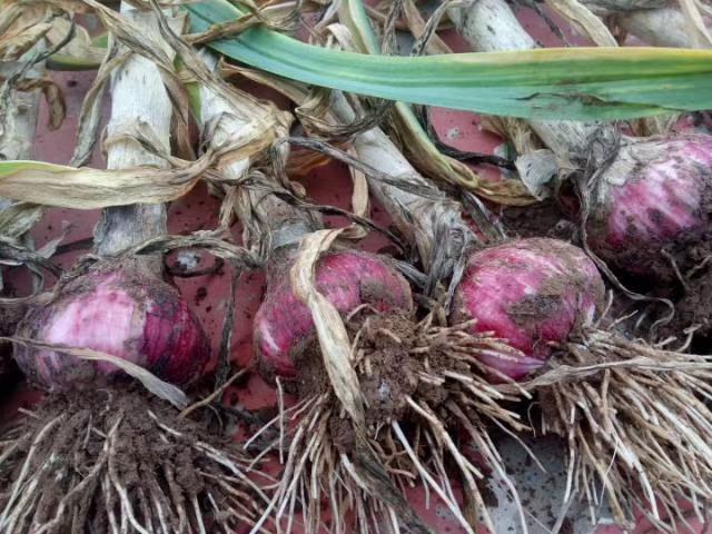 大蒜■从5元跌到5毛，五一也带不动消费，收购商压价，存货商叫苦连连