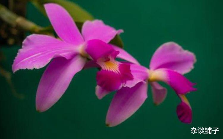 运势|11月开始桃花遍地开，财运扶摇而上，事业风生水起的四大生肖