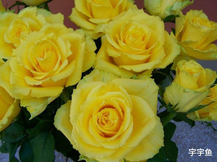 生肖|9月开始运势上好，四面来财，事业马到成功，幸福敲门的四大生肖