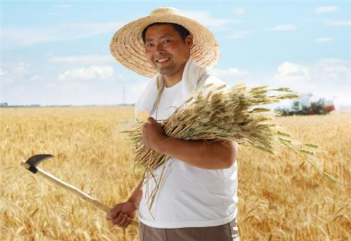 温故淮史 专家王福重再出荒谬言论：呼吁农民不要用收割机割麦，会污染环境