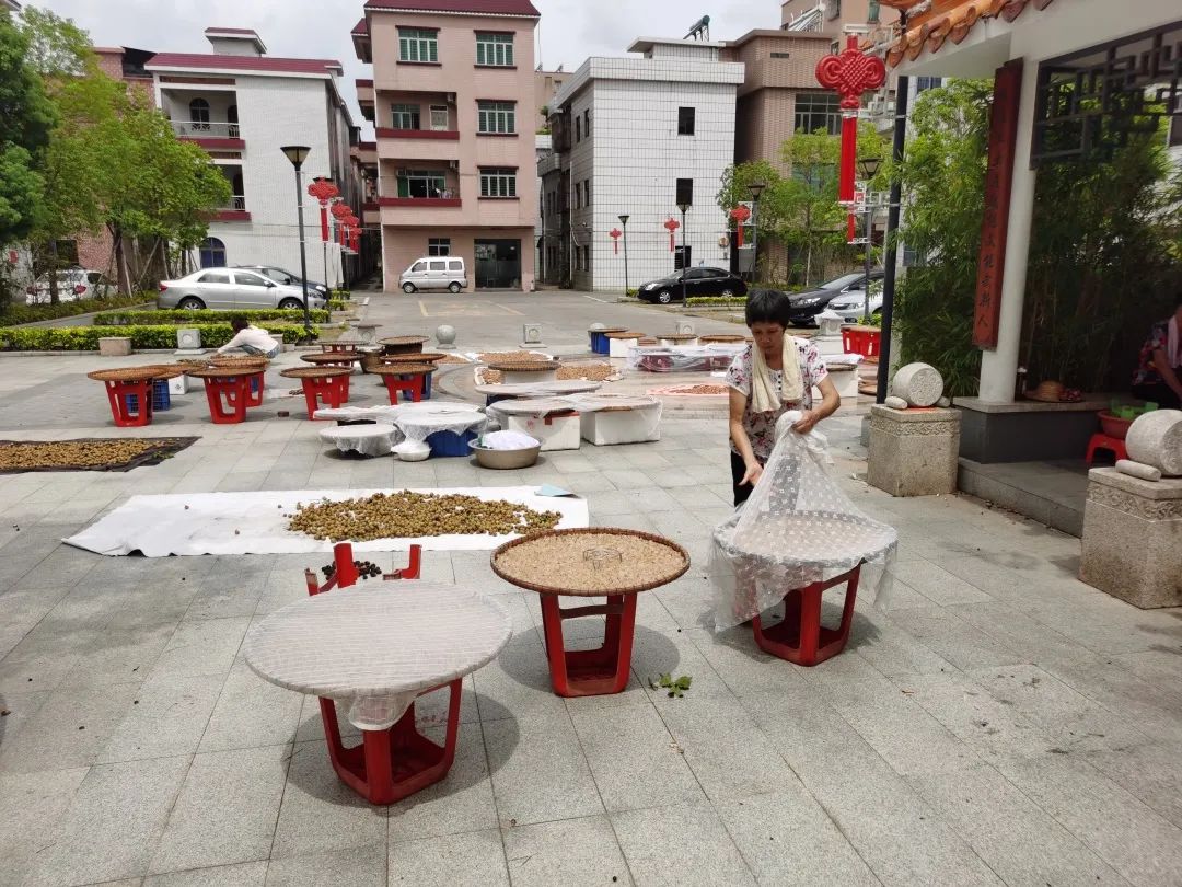 ＂原＂厚街发布|最近，厚街上空都飘着这三个字：晒龙眼！