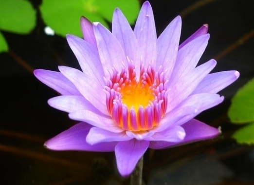 [吉星]未来一个月，4属相吉星临门，财源广进，福旺财旺，好运常伴左右