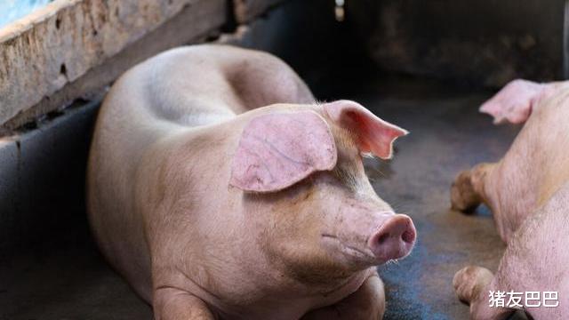 生猪价格|消费掣肘，猪企“挺价”，猪价进入“平衡期”，接下来要涨了？