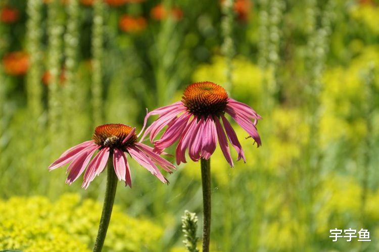 属鼠|9月开始横财入账，事业红火，光宗耀祖的四大属相