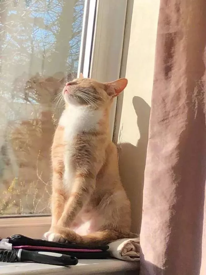 猫咪为什么喜欢捂着脸睡觉？