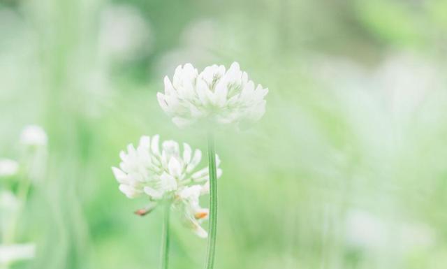 运势|8月，运势一路高涨，囍事纷至沓来，4生肖事业逆流而上，咸鱼翻身