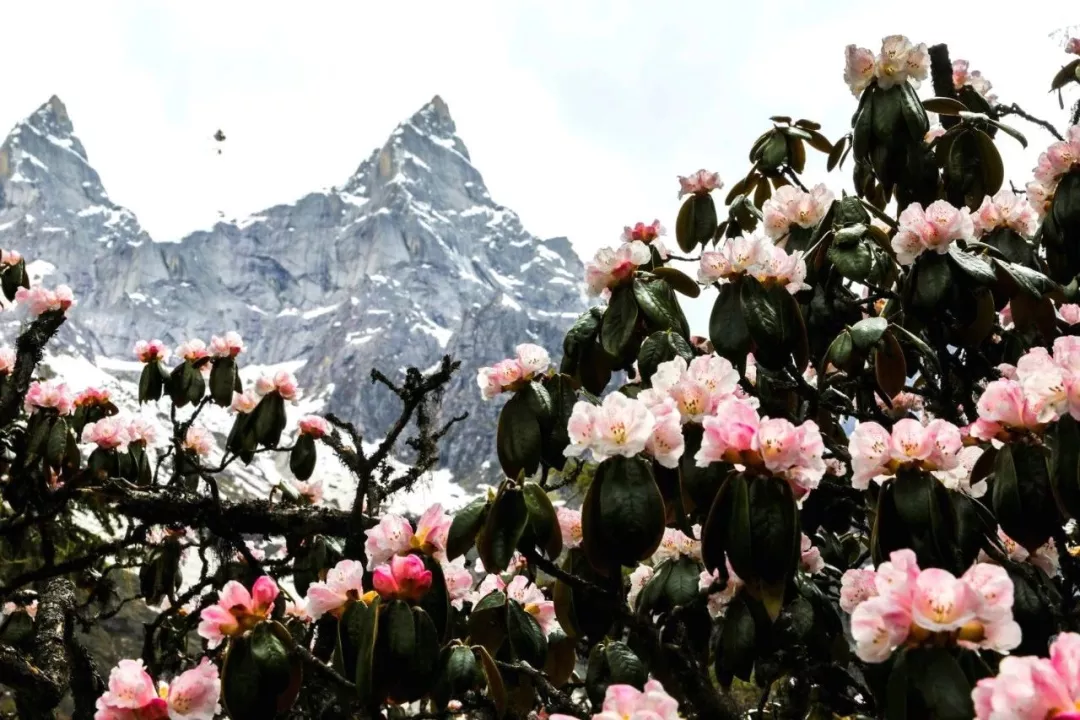 云南：重磅！31日起，阿坝州九寨沟、黄龙、四姑娘山、达古冰川景区恢复开园！