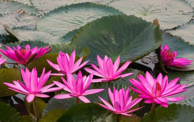 射手座|10月1号起，桃花朵朵开，财富如雨下，富贵不离身的属相