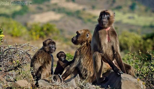 狒狒|当一只雄性狒狒加入团体，雌狒狒胸部立即发育：我已经准备好了！