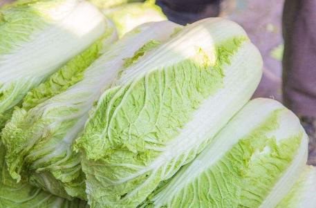 大白菜|吃了这么多年大白菜，才知道上面的“黑点”是什么？真是涨知识了