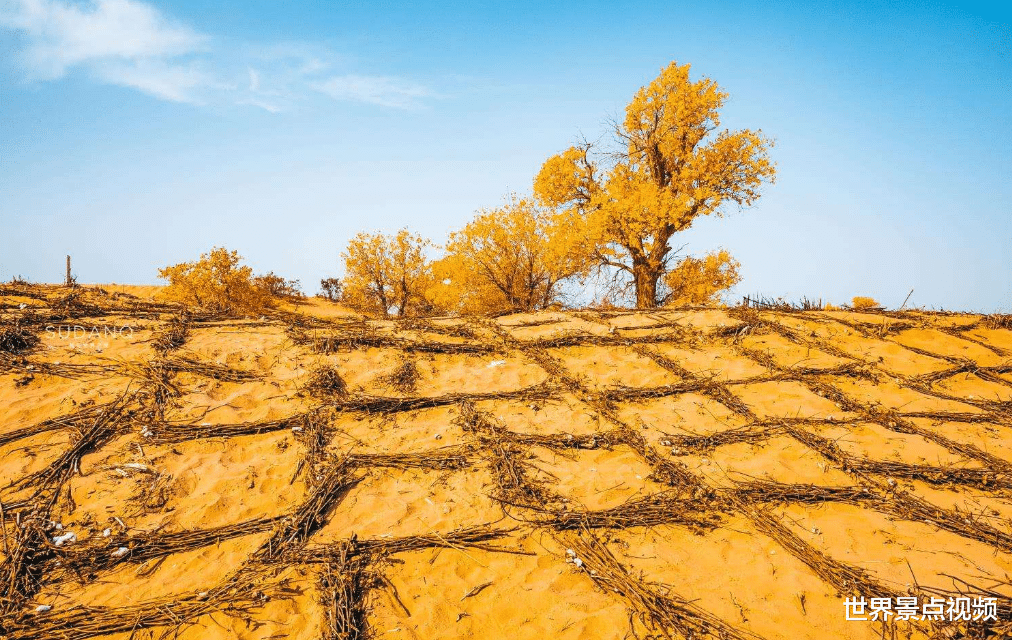 |从绿洲变成沙漠，又从沙漠变成绿洲，毛素乌沙漠终于被人们改变了