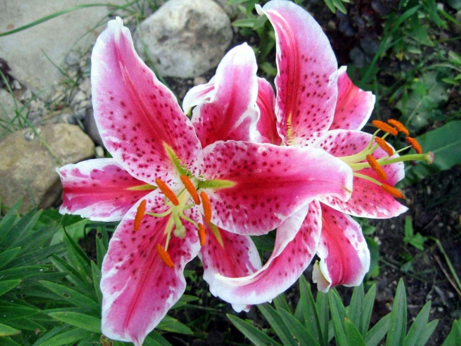 [运势]生肖鸡留心，6月末的6天需“警觉”了，当心酿成大祸！