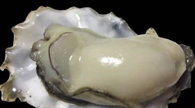 「」你家还在吃“生蚝”吗？现在知道还不晚，抓紧告诉身边人