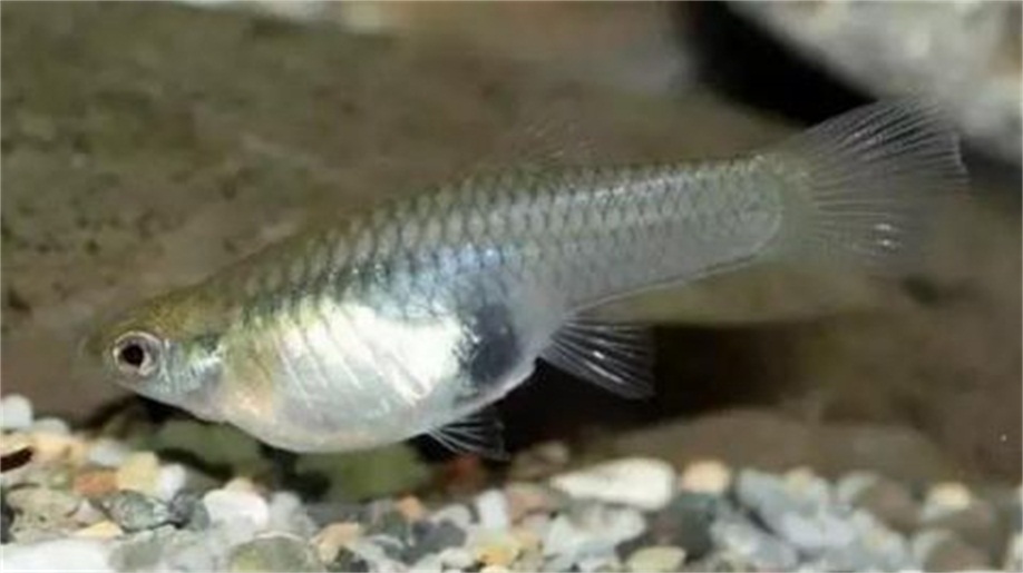 食蚊鱼|食蚊鱼入侵全球：是“天使”还是“恶魔”？它就在你家楼下水域内