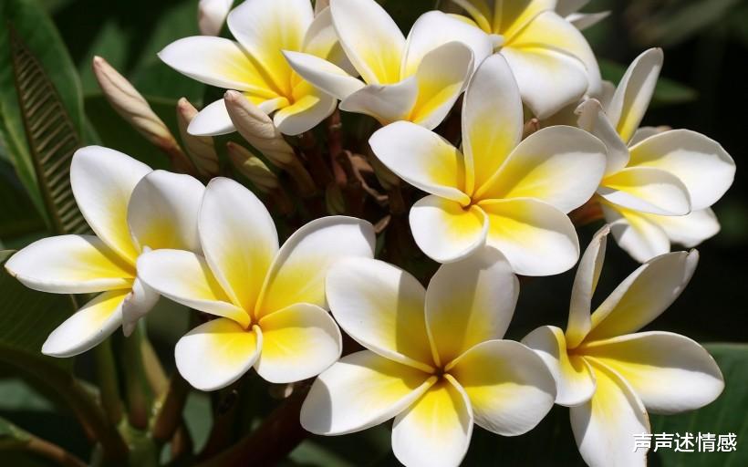 『生肖』下个月，前缘来袭，旧爱锐不可挡，情深义重破镜重圆的四大生肖