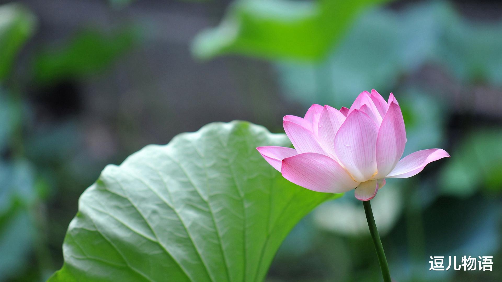 「属牛」生肖牛:6月开始好运“势不可挡”,开门迎财神爷,心想事成