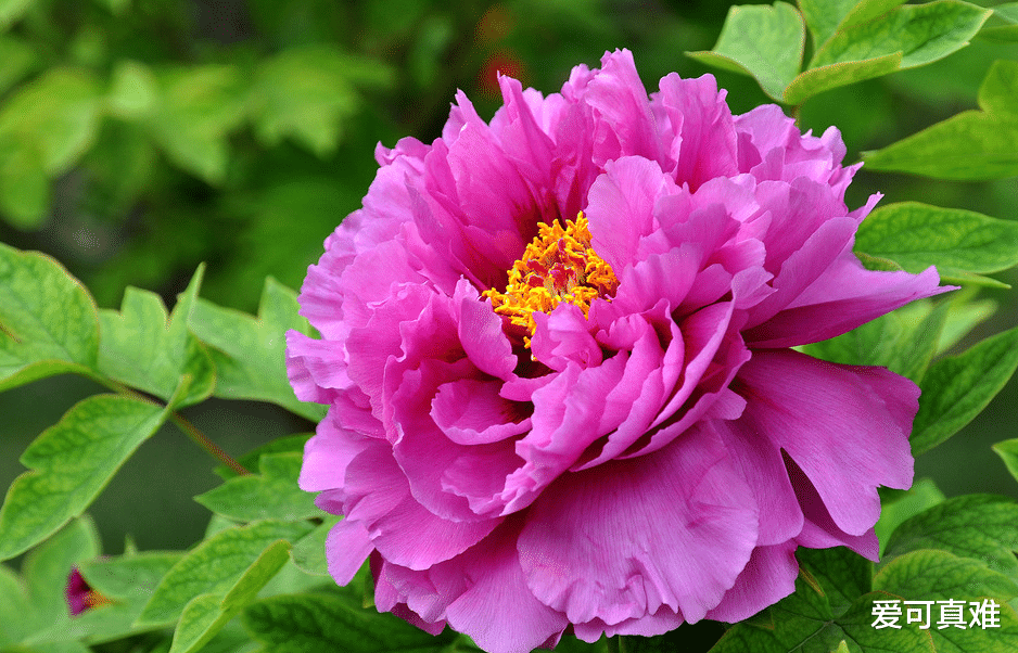 []生肖虎：留心，未来15天需“警觉”了，当心酿成大祸！