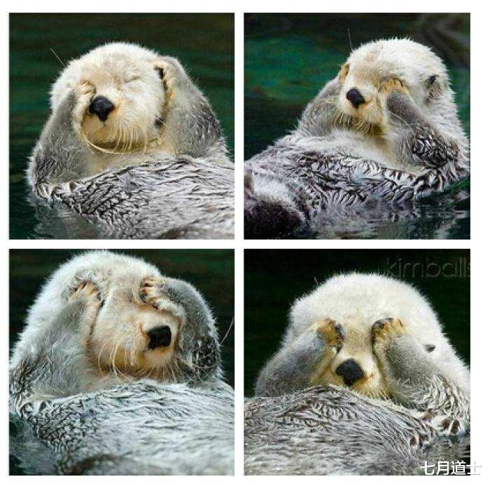 大熊猫|CNN评选的世界第一可爱的动物前20名，大熊猫居然不是第一名