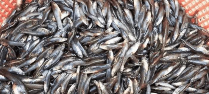 『食蚊鱼』因为外表漂亮而被各国纷纷引进,现在入侵了大半个地球,成灾害后让人后悔不已