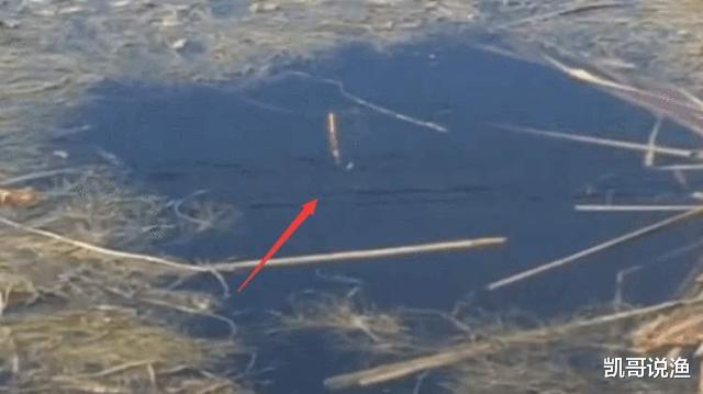 「鲫鱼」朝天钩看似很钝，实则钓法灵敏，这样去作钓效果俱佳