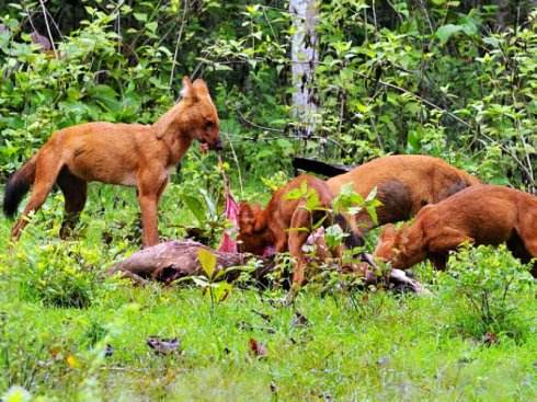科学家:豺狼虎豹,排在最前面的豺到底是个啥?群豺秒杀群狼!