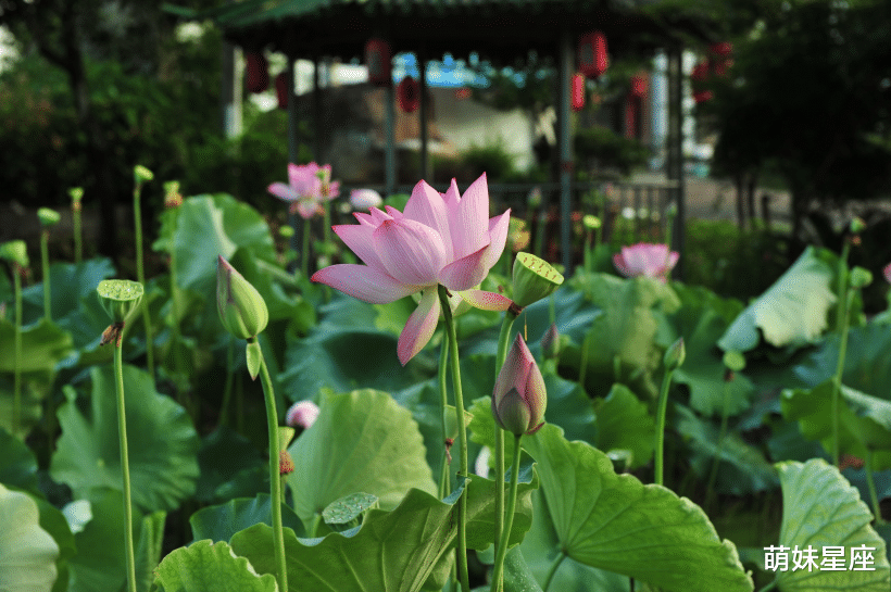 运势|这4大生肖11月运势了不得，财富运大旺，好事多多发财又中奖！