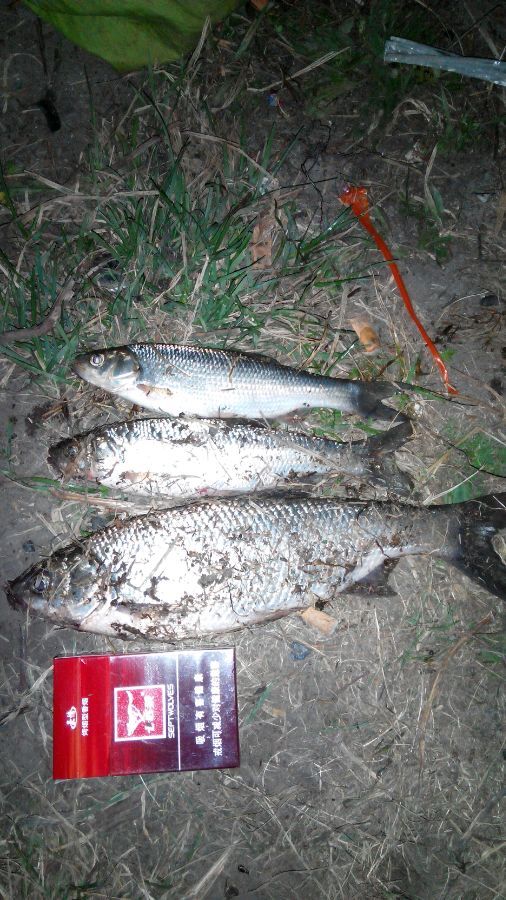 ：大草原上除了牛马羊，原来还有这么多这个东西