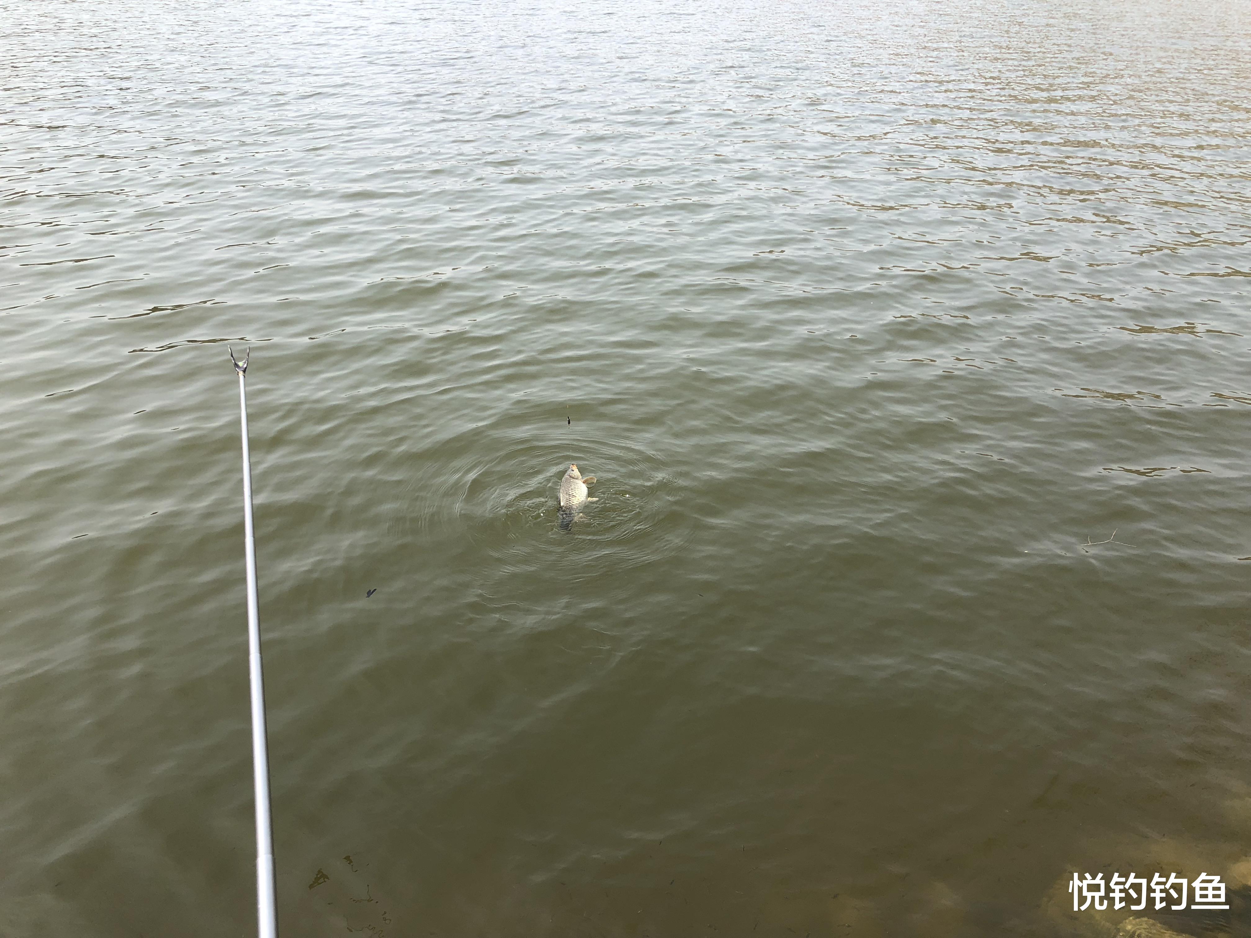 鲫鱼|钓鱼时候变化如此之多,也别忽略路上的风景……