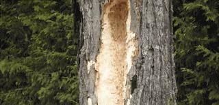 ▲啄木鸟根本不是什么好鸟！你知道它的真面目吗？原来我们都被骗了