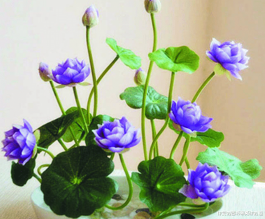 @未来3个月好运来袭，4属相鸿运护佑，事业扶摇直上，步步高升