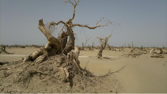 科学家|为什么不把海水引到沙漠？科学家：先看看中东国家强行引入的后果