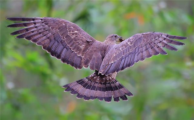 蜜獾|泰山出现一头顶凤冠的猛禽，吃野蜂堪比平头哥，除了蜂蛹还吃蜂巢