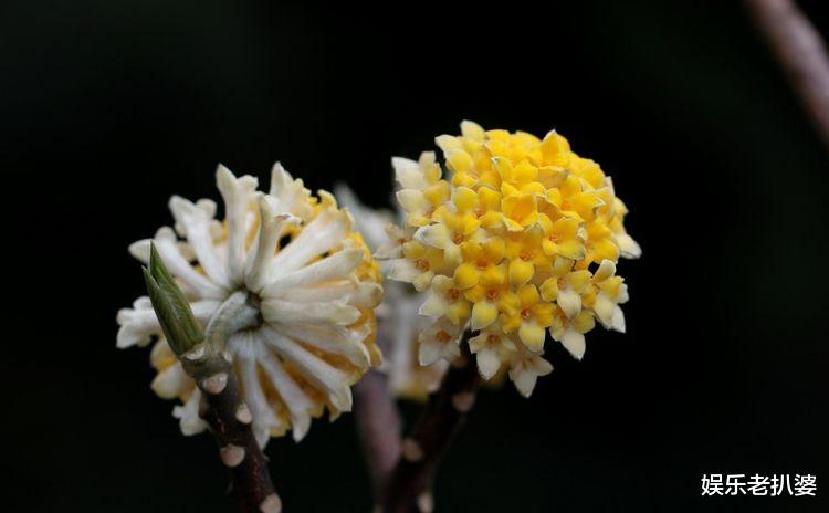「大旺」4月开始财运拔高，天降钞票雨，五属相横财飘进门，事业如鱼得水