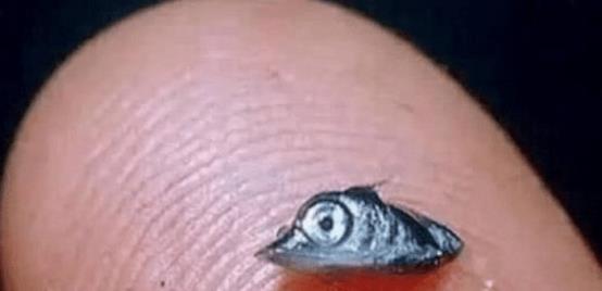 「旗鱼」地球上“反差”最大的生物！刚出生时小米粒，成年后大如帆船