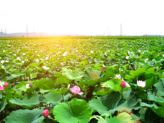 5a级景区:国内被称为“人间天堂”的5A级景区,景色宜人,游客:不虚此行!