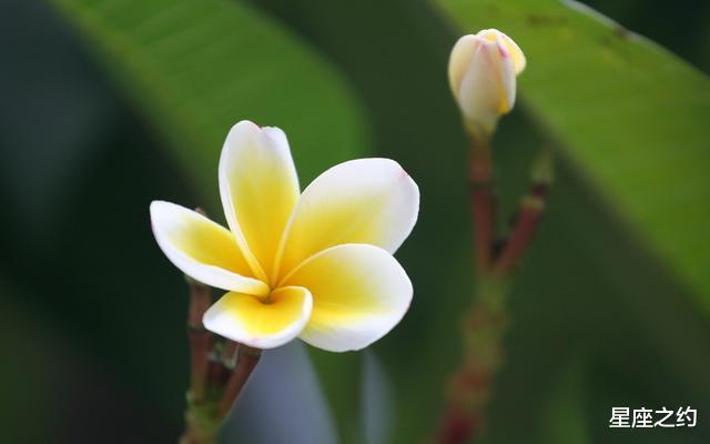 #白羊座#在6月份，喜从天降，真情流露，佳偶天成的三大星座