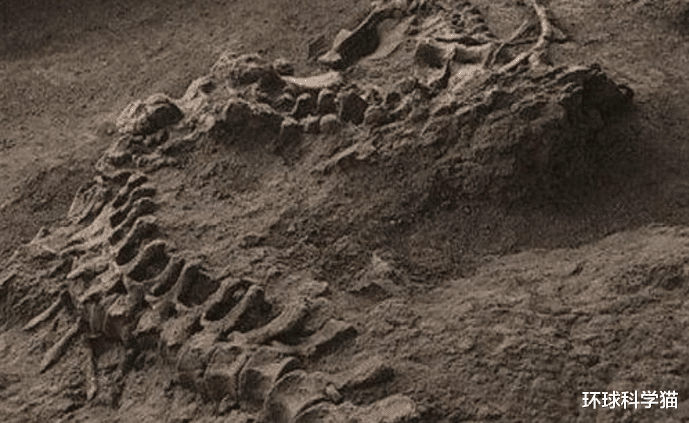化石|地球上真的从未出现过“真龙”？有何依据？
