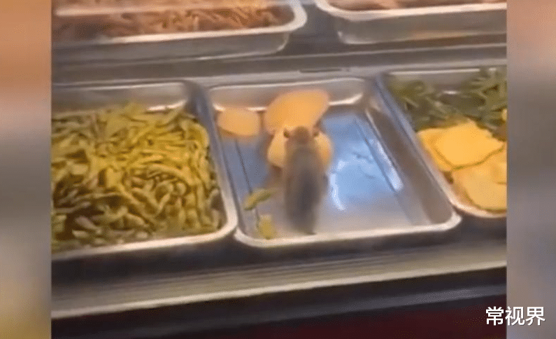 广东省|广东一卤菜推车内突现老鼠,无视众人大快朵颐,网友纷纷议论不停!