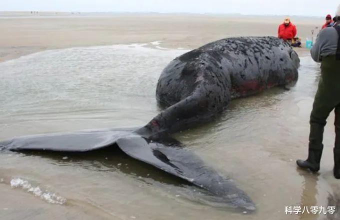 「美颜」北大西洋露脊鲸瘦成“皮包骨”，体重比近亲轻4.5吨，仅剩409头！