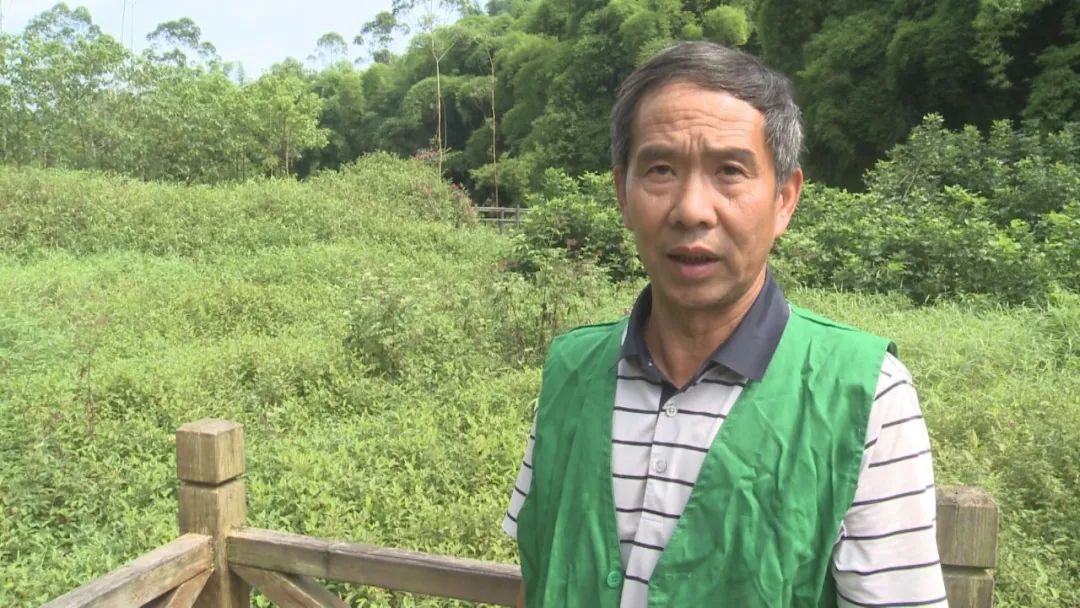 乐山天天报|这些外来物种正在乐山绿心公园大量繁殖搞破坏，灭了它！