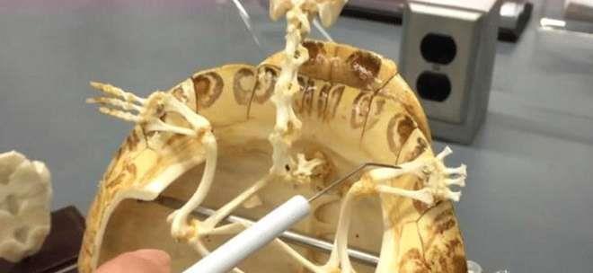 科学家|乌龟如果没了龟壳，还能存活吗？科学家残忍掰开龟壳后有了答案！