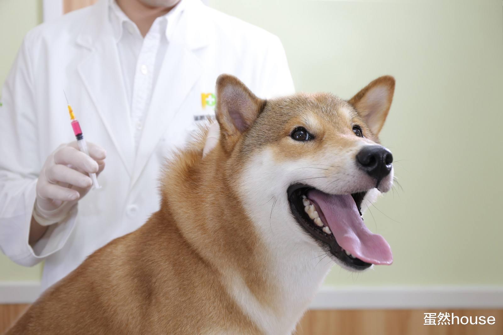 宠物预防针注射，疫苗接种，这些常识要知道